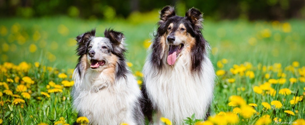 Effective Ways to Reduce Your Dog’s Shedding: Proven Tips for a Cleaner Home