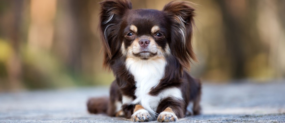 Effective Ways to Reduce Your Dog’s Shedding: Proven Tips for a Cleaner Home