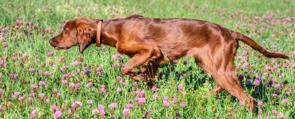 How to Give Your Dog a Shiny, Healthy Coat: Expert Grooming Tips