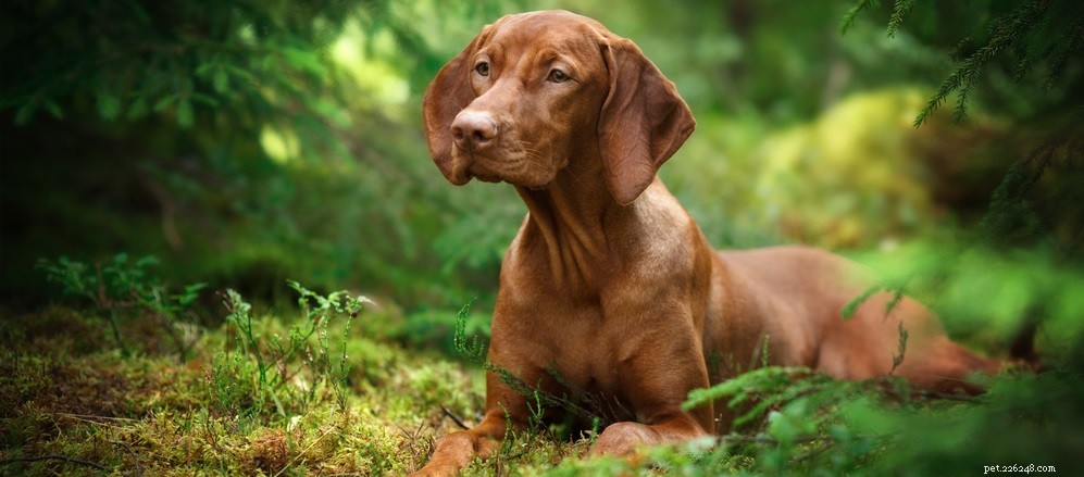 How to Give Your Dog a Shiny, Healthy Coat: Expert Grooming Tips