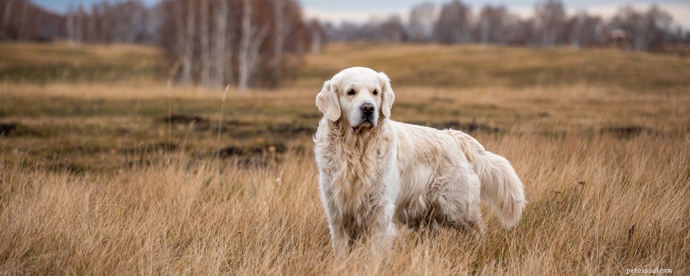 Professional Guide to Cleaning Your Dog’s Ears for Health and Comfort