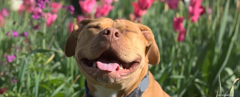 Professional Guide to Cleaning Your Dog’s Ears for Health and Comfort