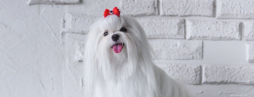 Understanding the Causes of Eye Discharge in Dogs