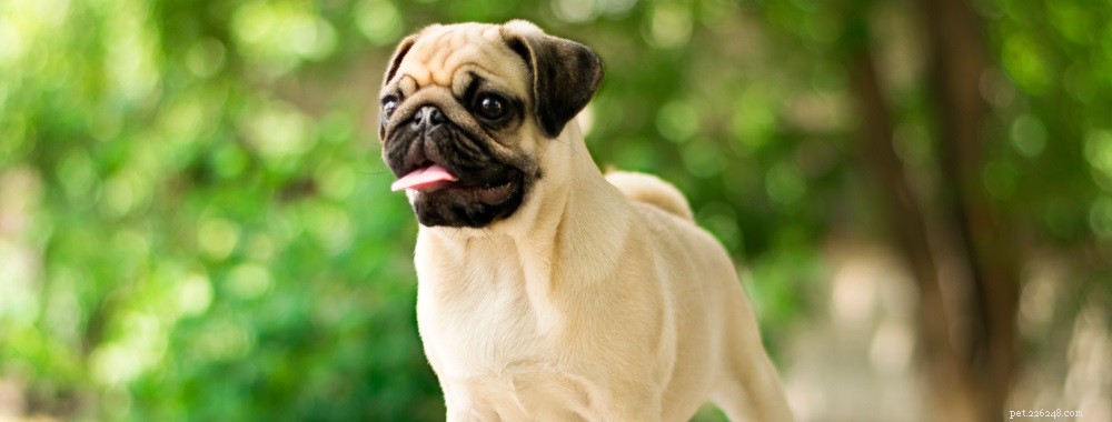 Understanding the Causes of Eye Discharge in Dogs