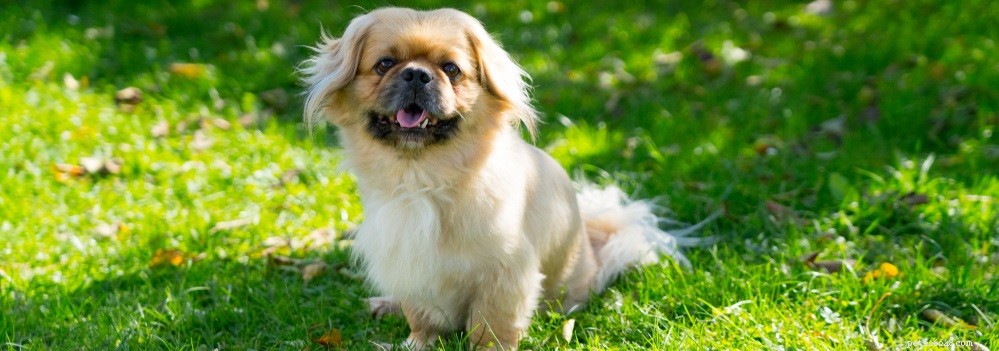 Eliminate Dog Tear Stains: Expert Tips for a Cleaner, Healthier Pup