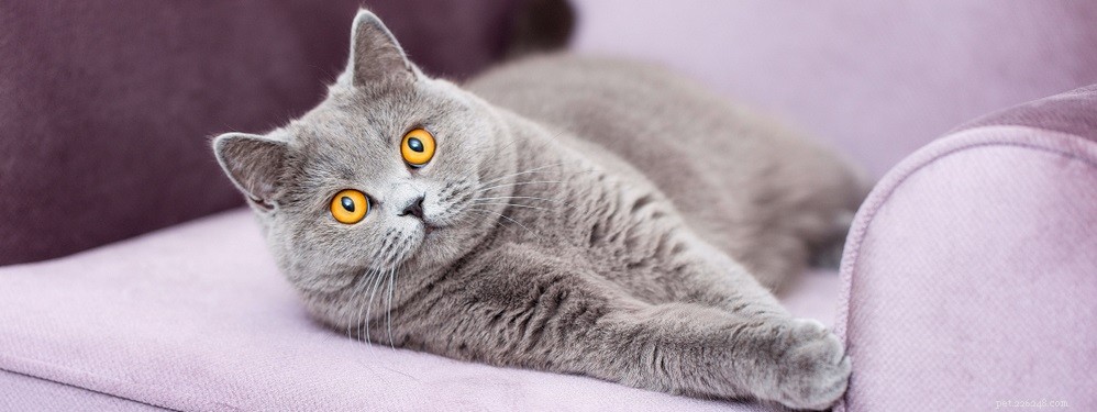 Recognizing Cat Skin Allergies: Symptoms, Causes & Effective Treatments