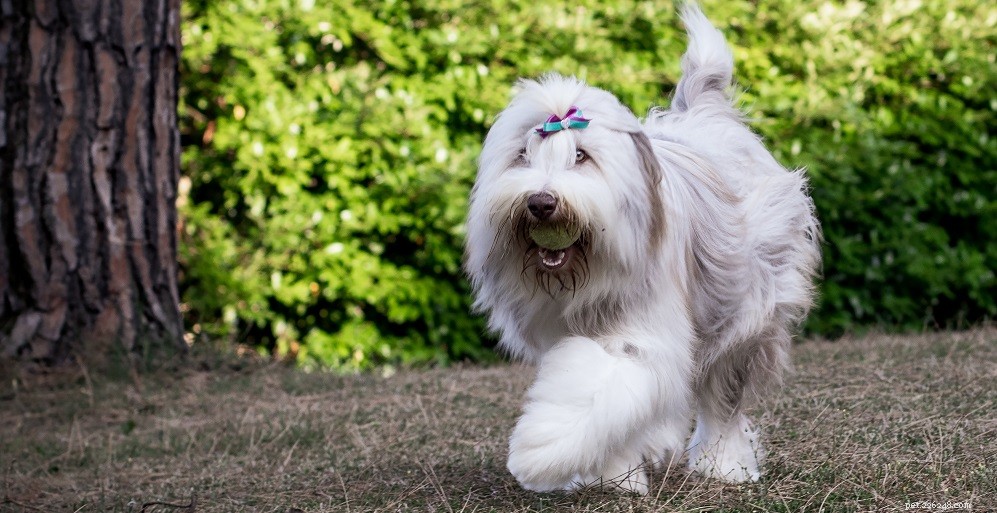 How to Spot Ear Mites in Dogs: 6 Key Signs
