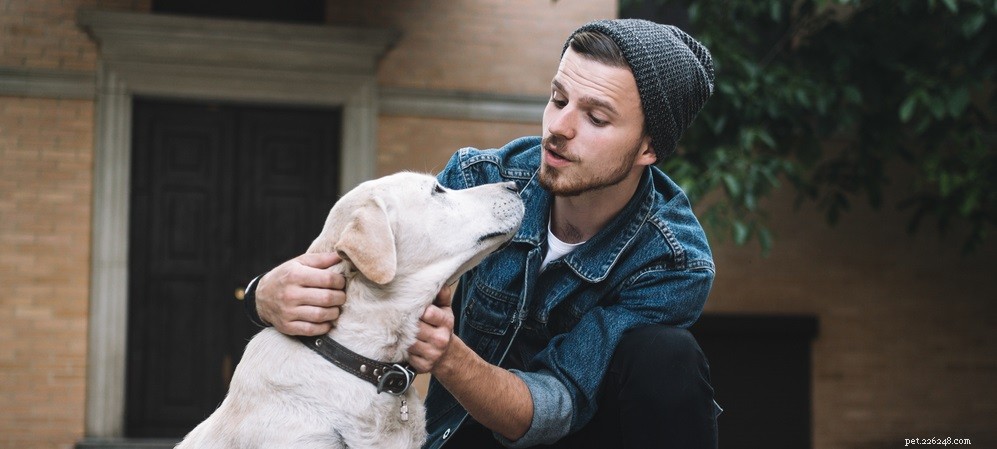 Top Dog Ear Problems: Signs, Causes, and Prevention