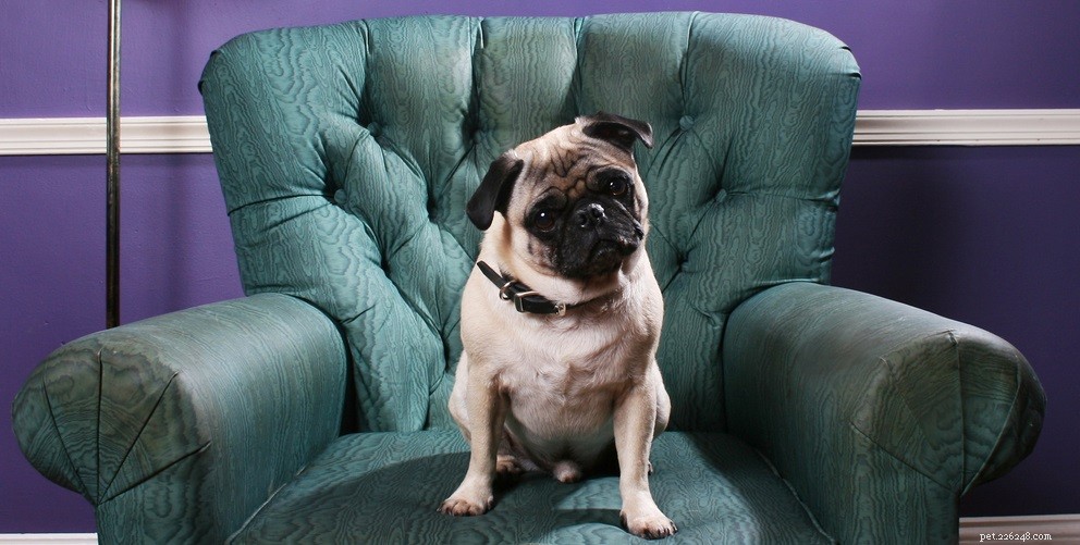 4 Key Signs Your Dog May Have an Ear Infection