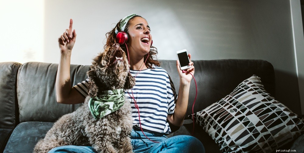 4 Key Signs Your Dog May Have an Ear Infection