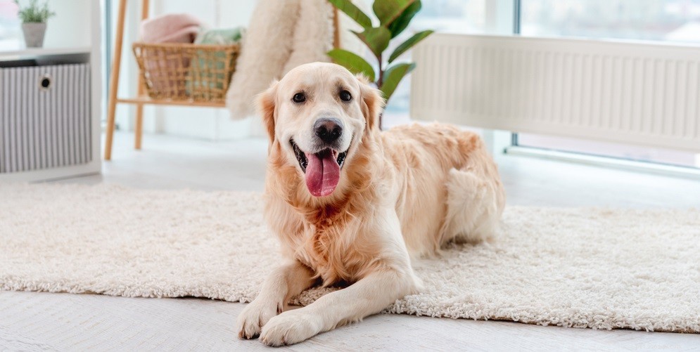 Understanding Dog Hot Spots: Causes, Symptoms, and Effective Treatments
