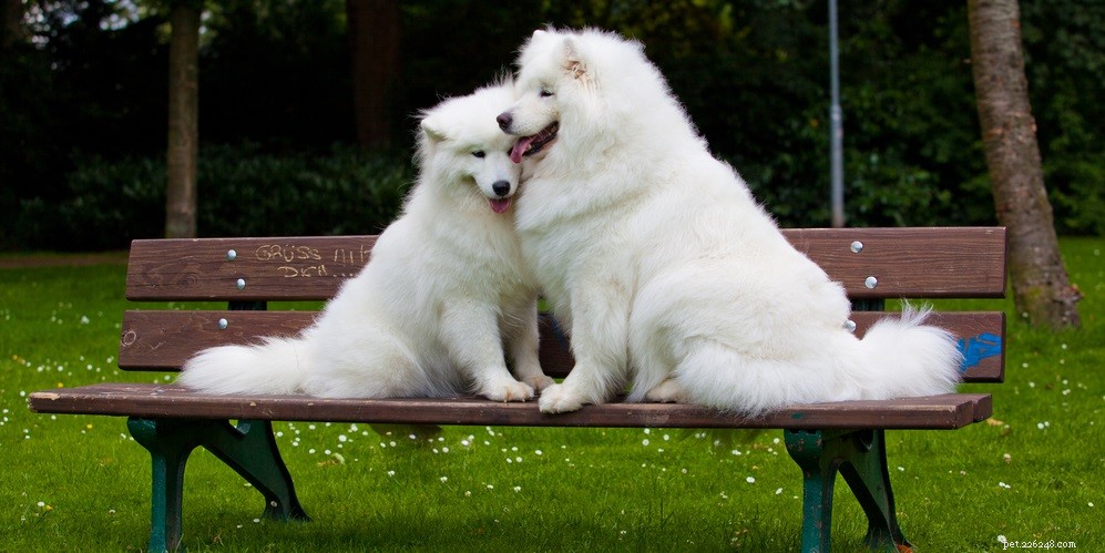 Common Causes of Dog Hot Spots and How to Treat Them