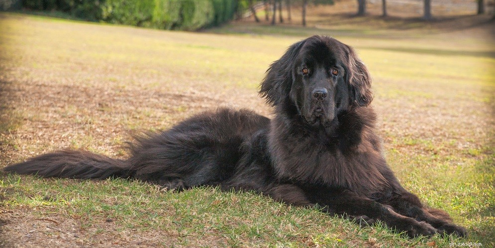 Common Causes of Dog Hot Spots and How to Treat Them