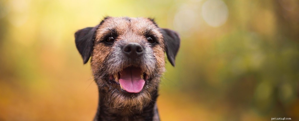 7 Expert Tips for Maintaining Your Dog’s Healthy, Shiny Coat