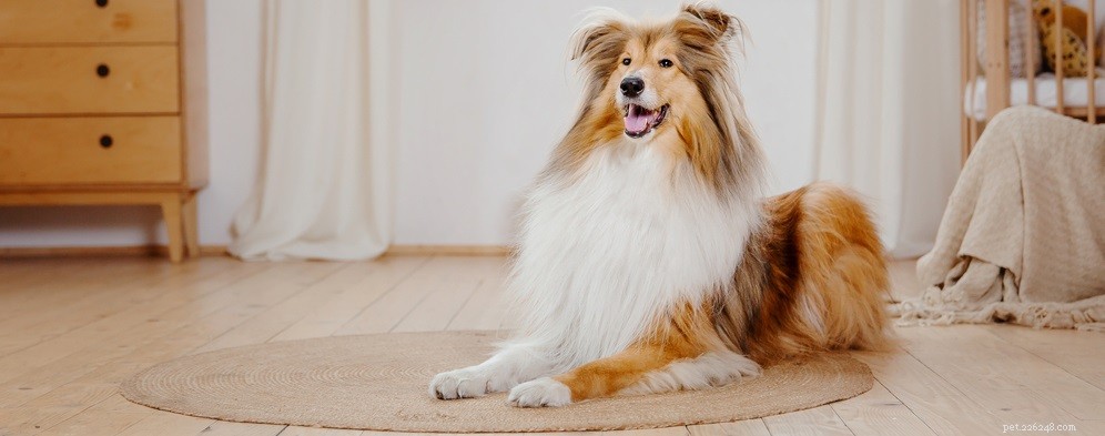 Understanding Dog Hair Loss: Causes and Solutions