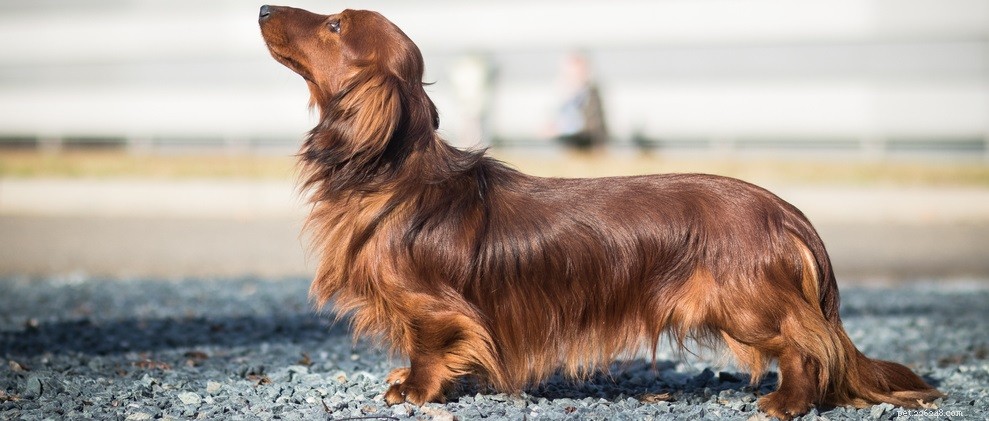 Understanding Dog Hair Loss: Causes and Solutions