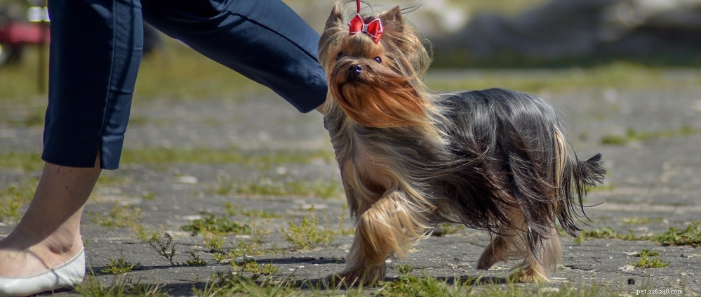 Understanding Dog Hair Loss: Causes and Solutions