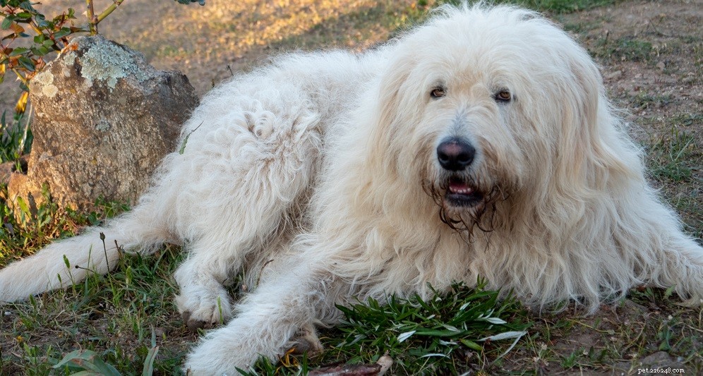 Expert Guide: Removing Dog Hair Mats Safely & Effectively