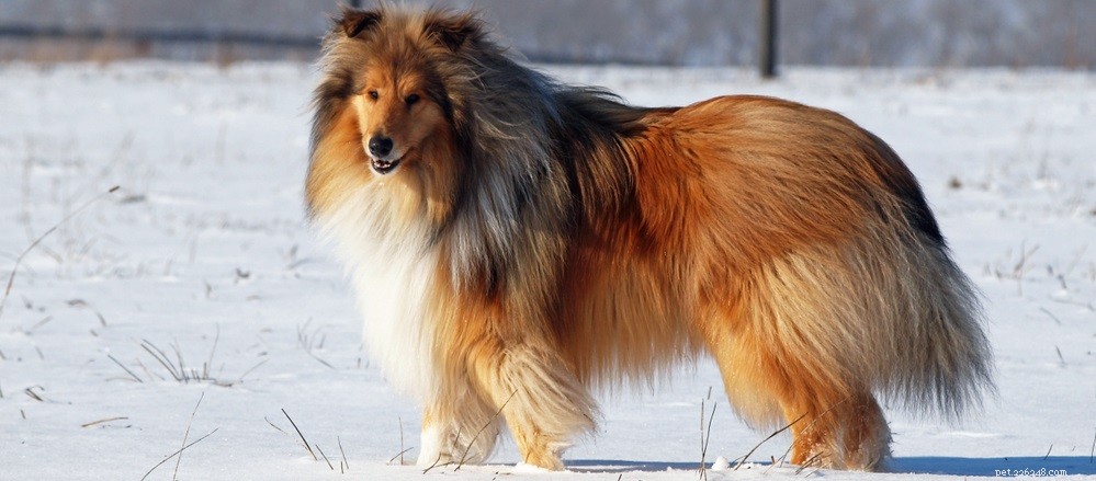 Expert Guide: Removing Dog Hair Mats Safely & Effectively