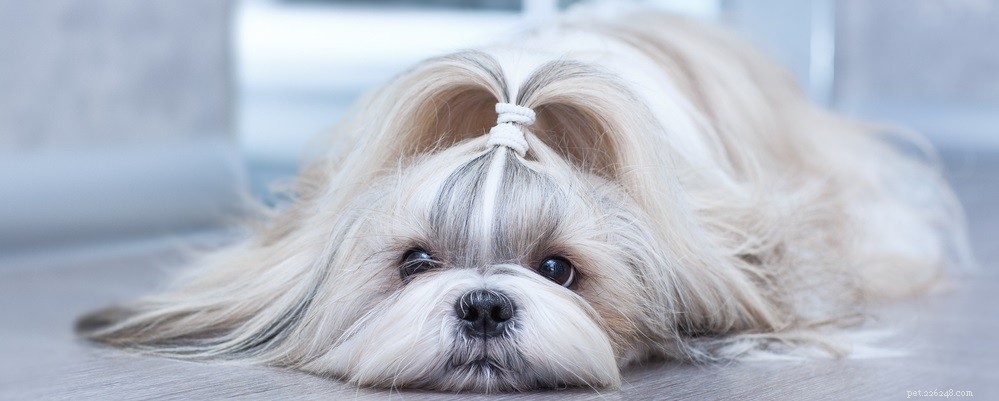 Expert Guide: Removing Dog Hair Mats Safely & Effectively