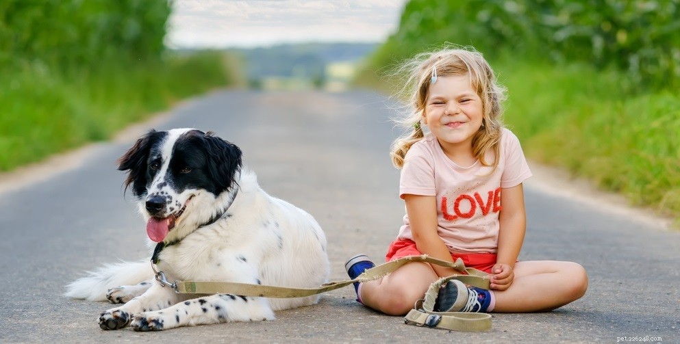 Understanding Dog Ear Odor: Causes & How to Treat It