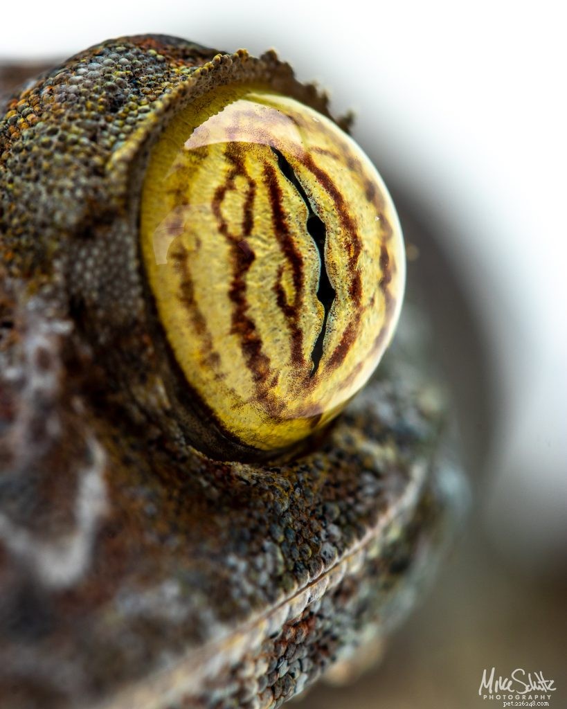 Master Reptile Photography: 8 Expert Tips for Stunning Images