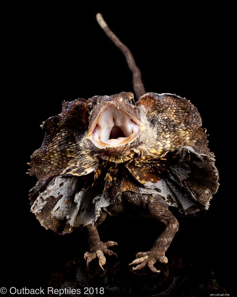 Master Reptile Photography: 8 Expert Tips for Stunning Images