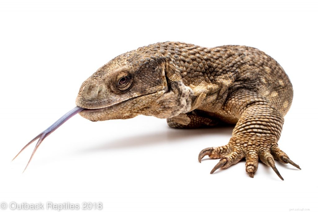 Master Reptile Photography: 8 Expert Tips for Stunning Images