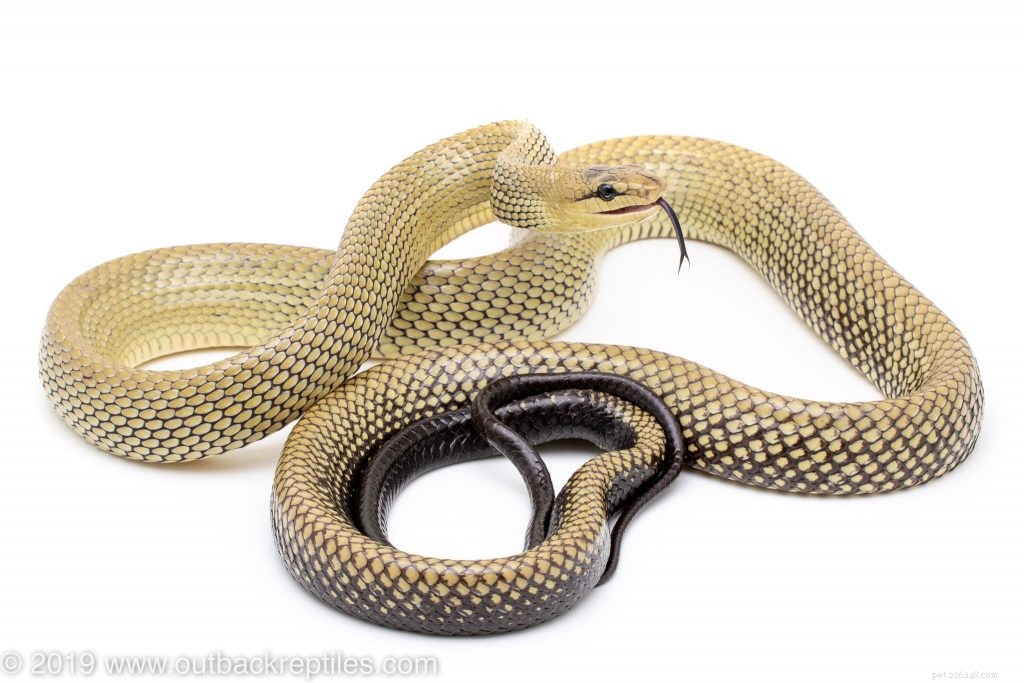 Master Reptile Photography: 8 Expert Tips for Stunning Images