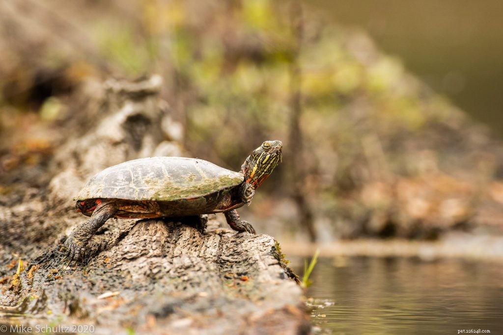 Master Reptile Photography: 8 Expert Tips for Stunning Images