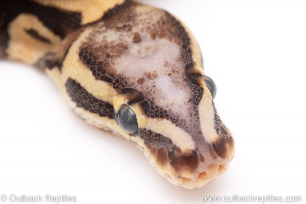 Master Reptile Photography: 8 Expert Tips for Stunning Images