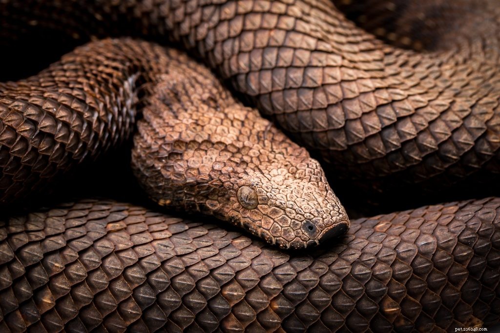 Master Reptile Photography: 8 Expert Tips for Stunning Images