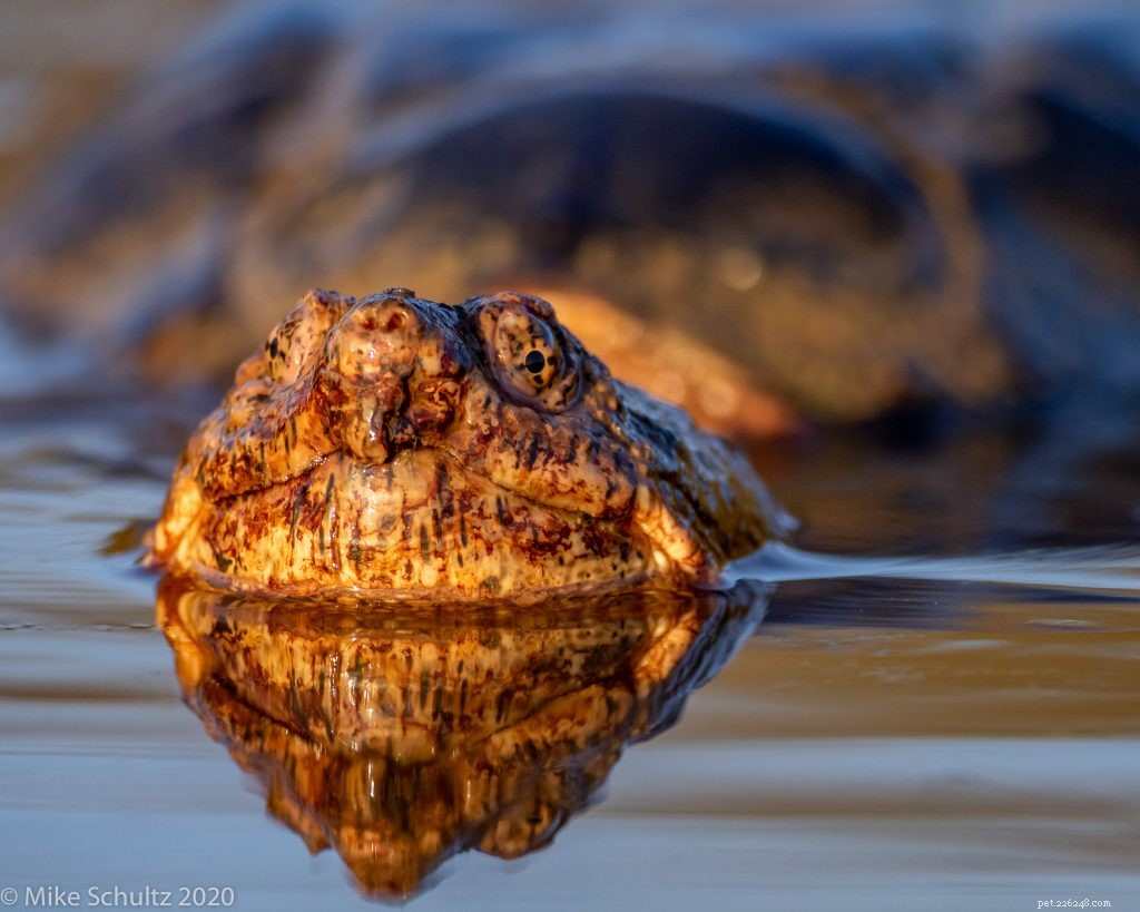 Master Reptile Photography: 8 Expert Tips for Stunning Images