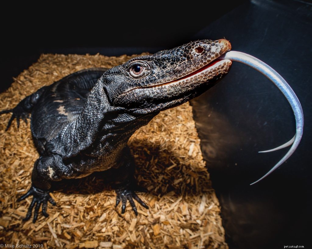 Master Reptile Photography: 8 Expert Tips for Stunning Images