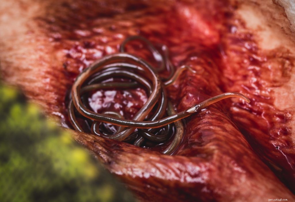 Treating Wild-Caught Pets for Parasites: What You Need to Know