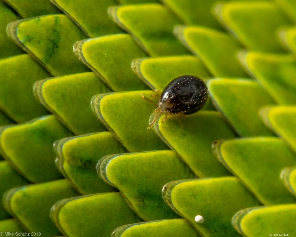 Treating Wild-Caught Pets for Parasites: What You Need to Know