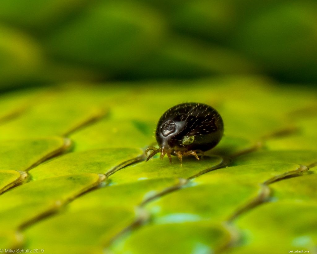 Treating Wild-Caught Pets for Parasites: What You Need to Know