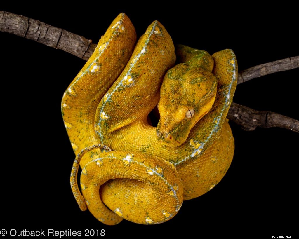Choosing the Right Enclosure for Your Green Tree Python: Expert Caging Advice