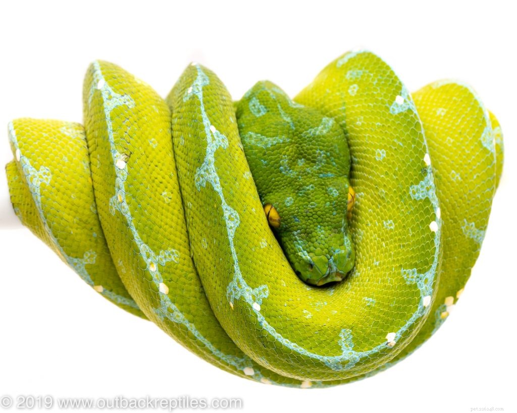 Choosing the Right Enclosure for Your Green Tree Python: Expert Caging Advice