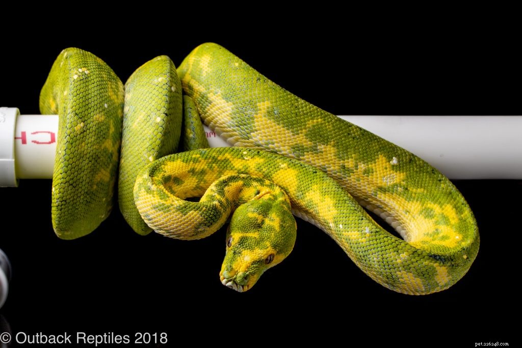 Choosing the Right Enclosure for Your Green Tree Python: Expert Caging Advice