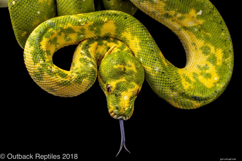 Choosing the Right Enclosure for Your Green Tree Python: Expert Caging Advice