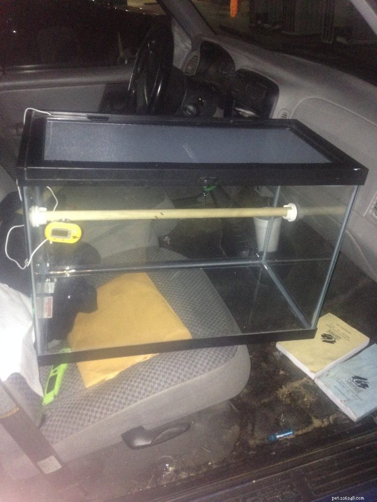 Choosing the Right Enclosure for Your Green Tree Python: Expert Caging Advice