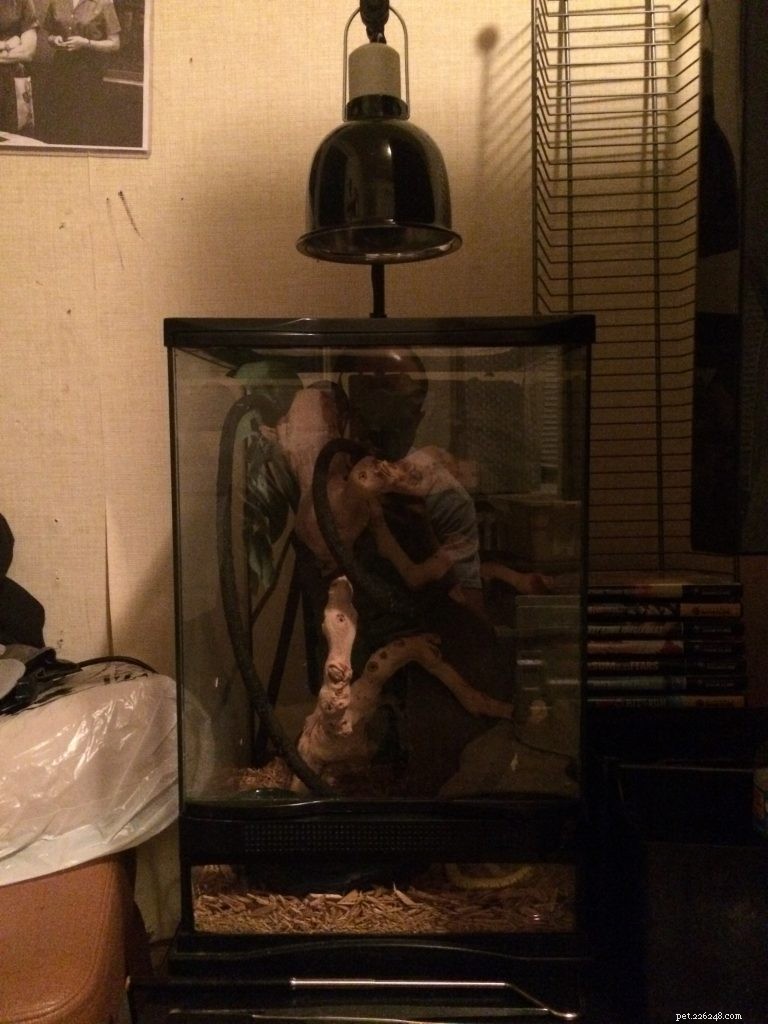 Choosing the Right Enclosure for Your Green Tree Python: Expert Caging Advice