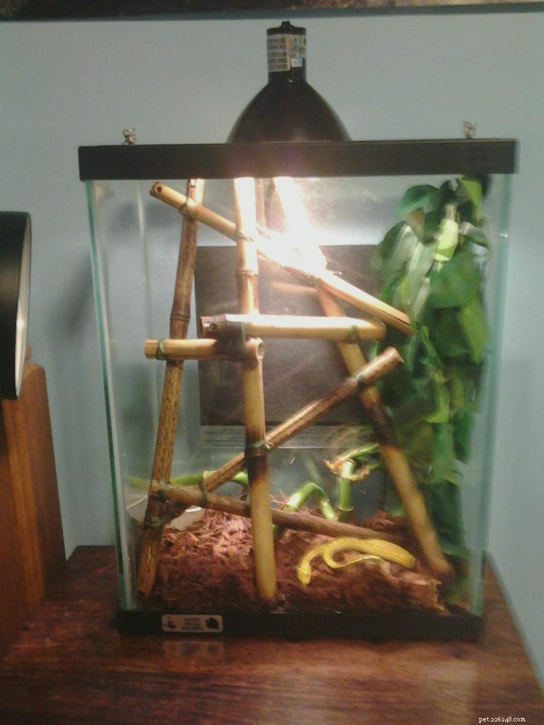 Choosing the Right Enclosure for Your Green Tree Python: Expert Caging Advice