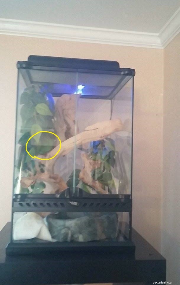 Choosing the Right Enclosure for Your Green Tree Python: Expert Caging Advice