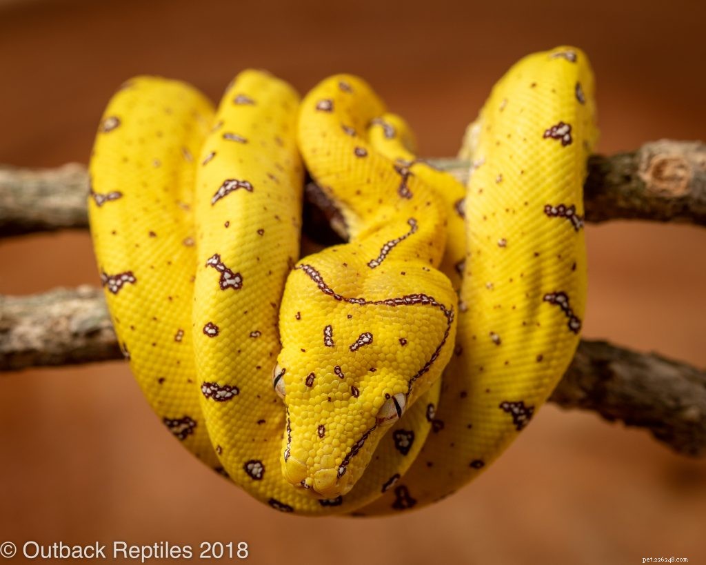 Choosing the Right Enclosure for Your Green Tree Python: Expert Caging Advice