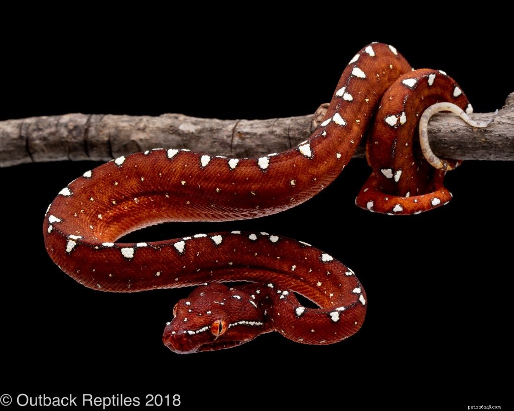 Choosing the Right Enclosure for Your Green Tree Python: Expert Caging Advice