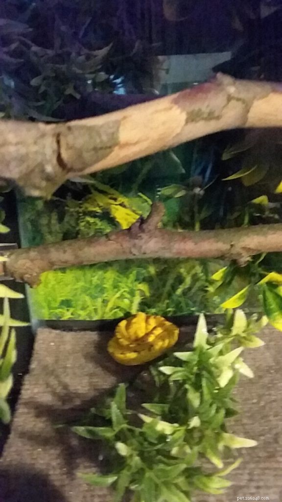 Choosing the Right Enclosure for Your Green Tree Python: Expert Caging Advice