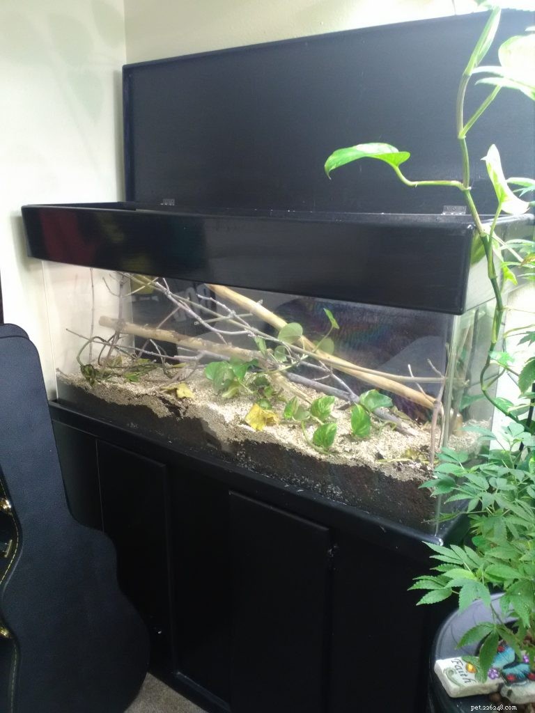 Choosing the Right Enclosure for Your Green Tree Python: Expert Caging Advice