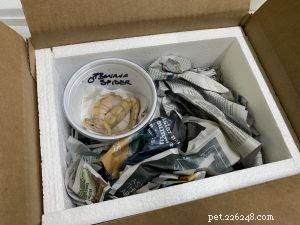 Safe & Effective Live Reptile Shipping: Expert Packing & Delivery Tips